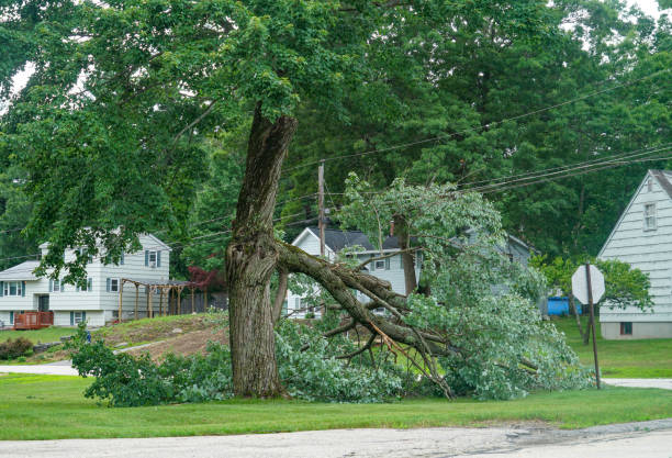 Best Emergency Tree Removal  in Rutherford College, NC