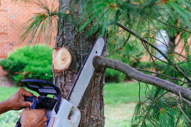 Best Tree Trimming and Pruning  in Rutherford College, NC